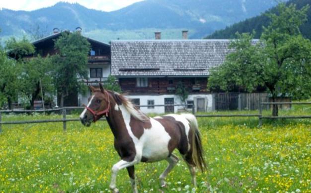 Jugendgaestehaus Gosauschmied Eksteriør billede